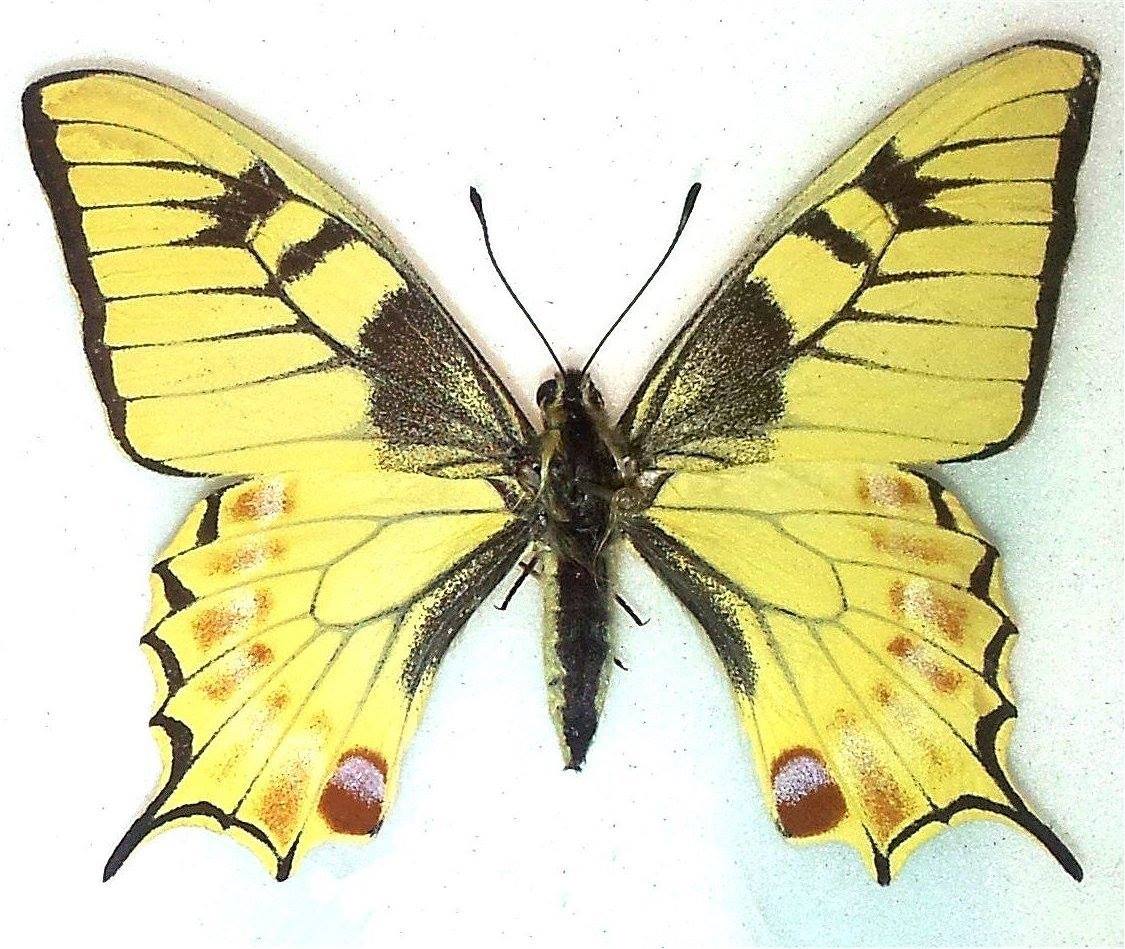 Papilio machaon (extreme yellow aberrant, FB) [Internet image property of respective owner, non commercial use only]